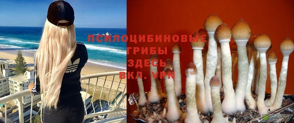 ГАЛЛЮЦИНОГЕННЫЕ ГРИБЫ Верея